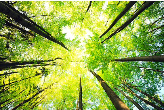 Download GBI & CEBDS recommendations for companies operating in Brazil - English and Portuguese